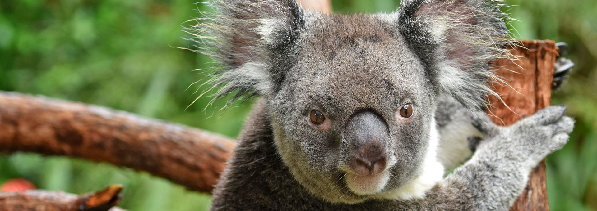 Here's Where Can You Meet or Cuddle a Koala in Queensland